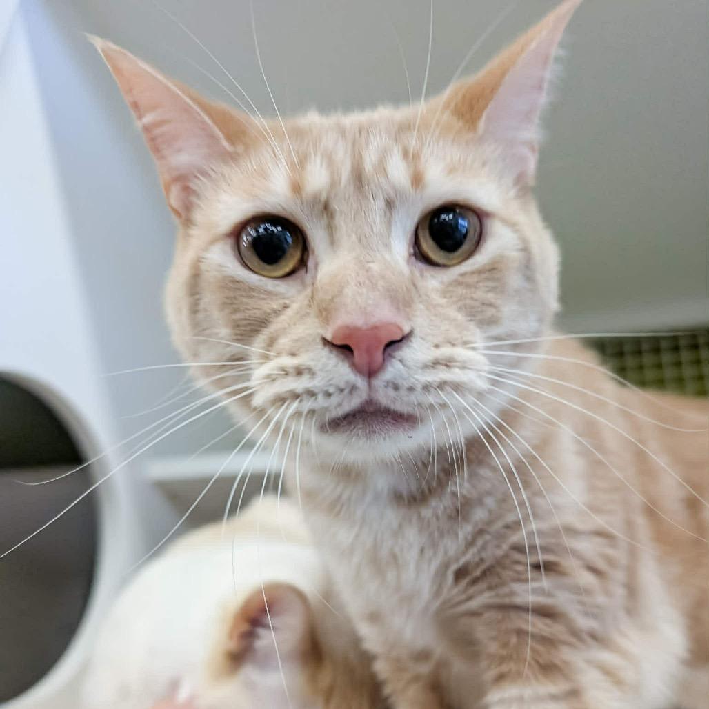 Enlarge Vegeta, a Adoptable Domestic Short Hair in Pasadena , MD image 4/4