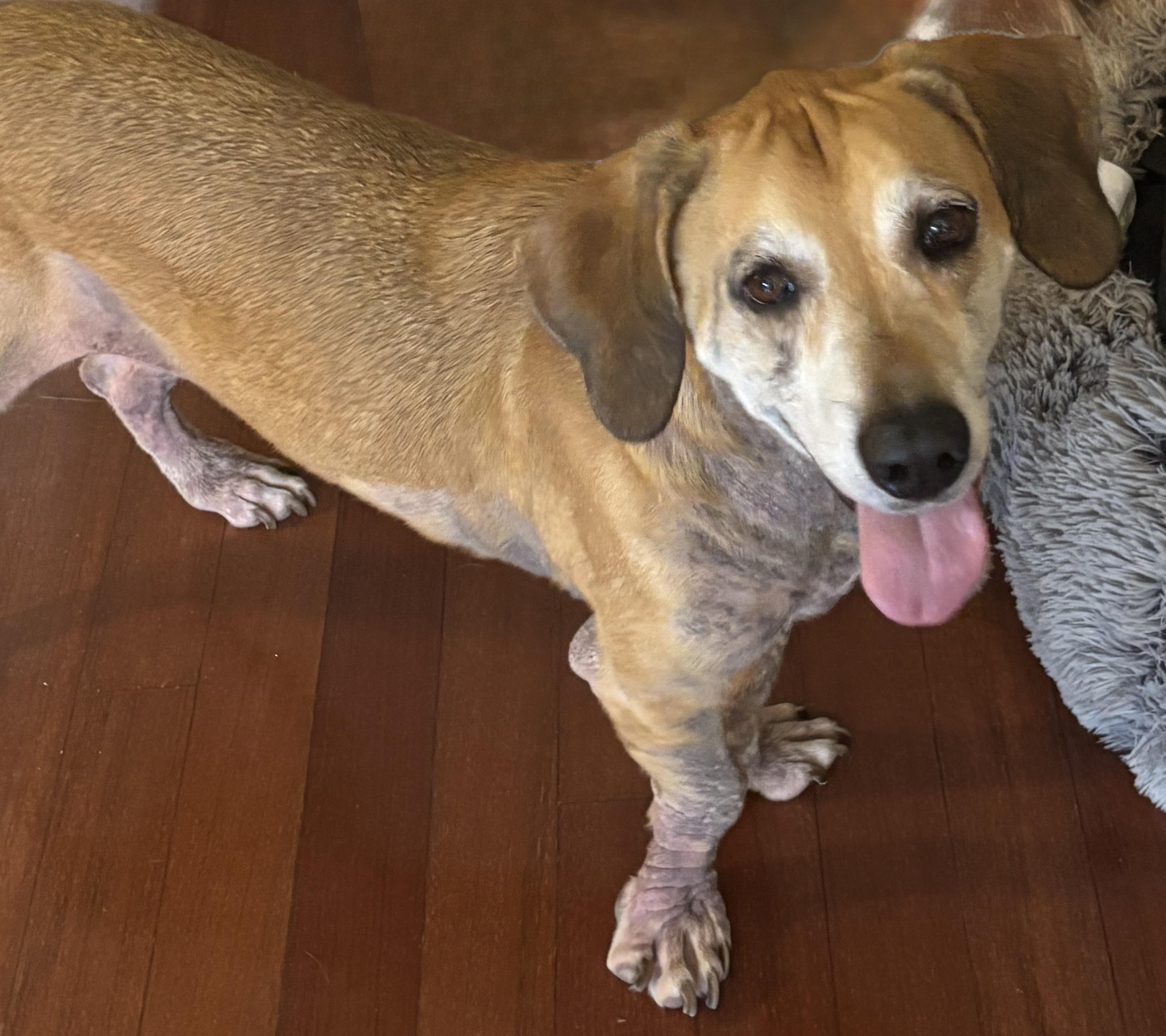 Enlarge Anchor, a ADOPTABLE Basset Hound in Auburndale, FL image 5/5