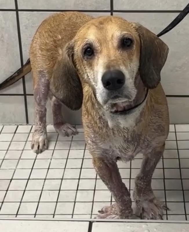 Enlarge Anchor, a ADOPTABLE Basset Hound in Auburndale, FL image 2/5