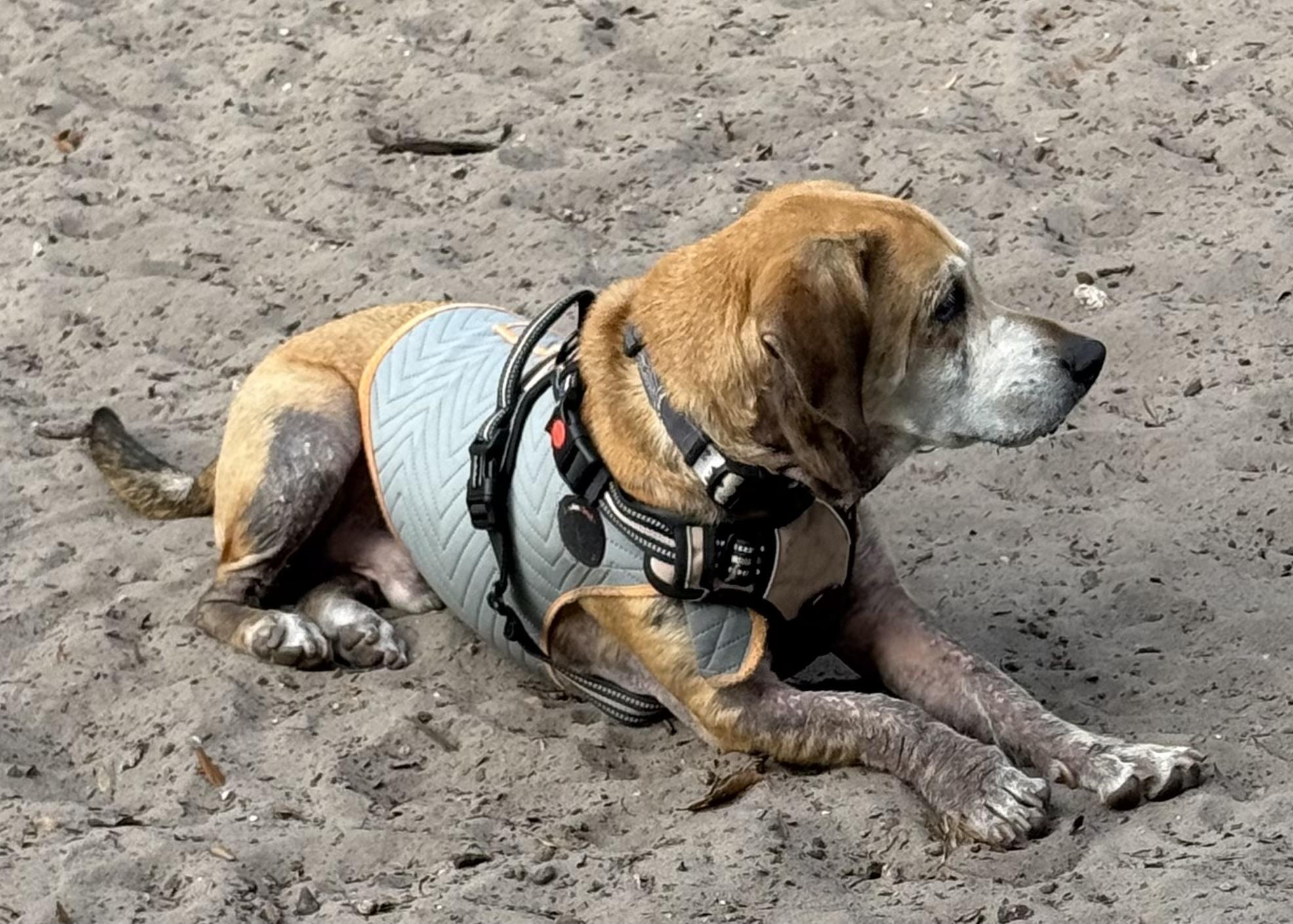 Enlarge Anchor, a ADOPTABLE Basset Hound in Auburndale, FL image 3/5