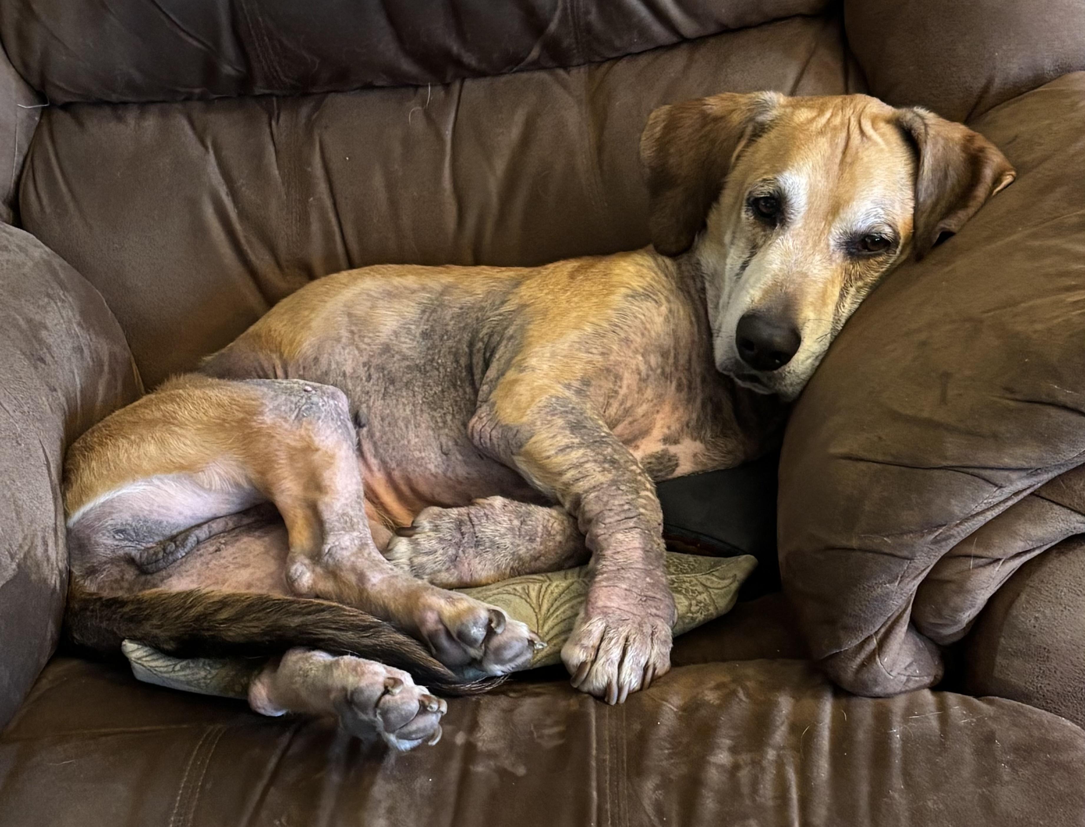 Enlarge Anchor, a ADOPTABLE Basset Hound in Auburndale, FL image 4/5