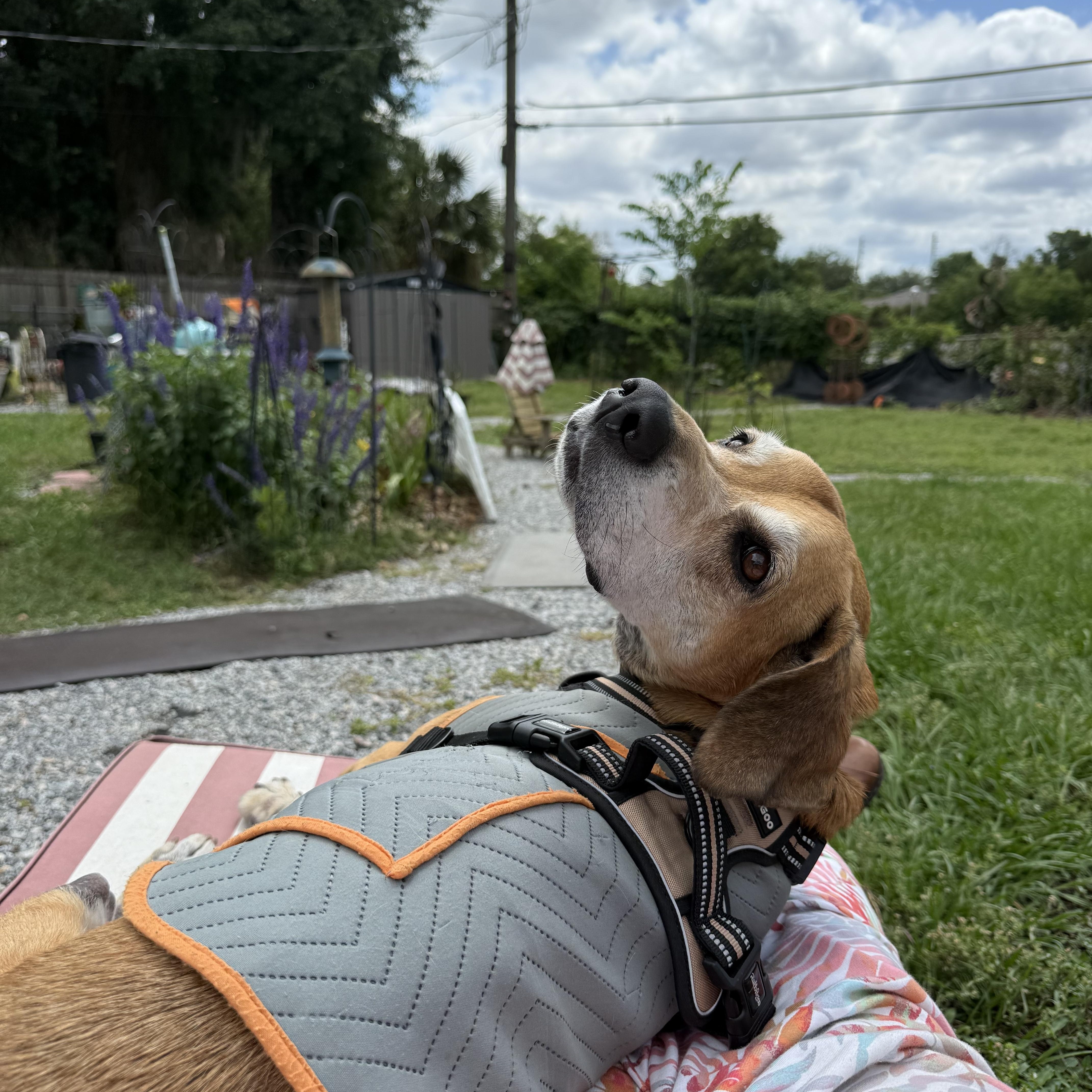 Anchor, ADOPTABLE, Adult Male Basset Hound.