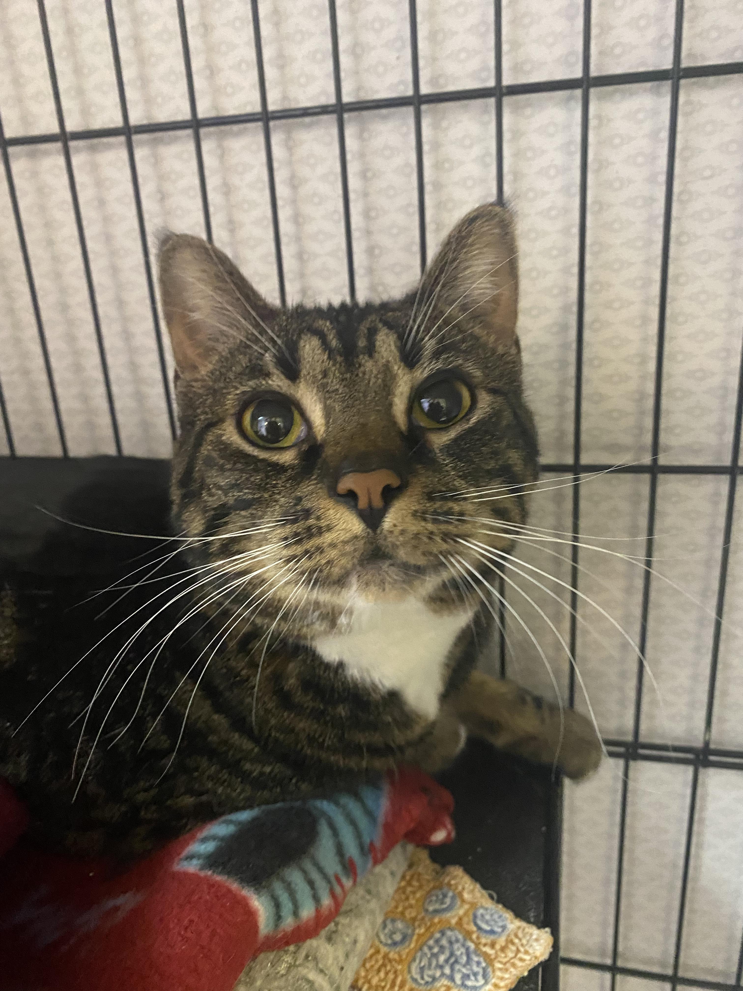 Vulpix, Adoptable, Adult Female Domestic Short Hair.