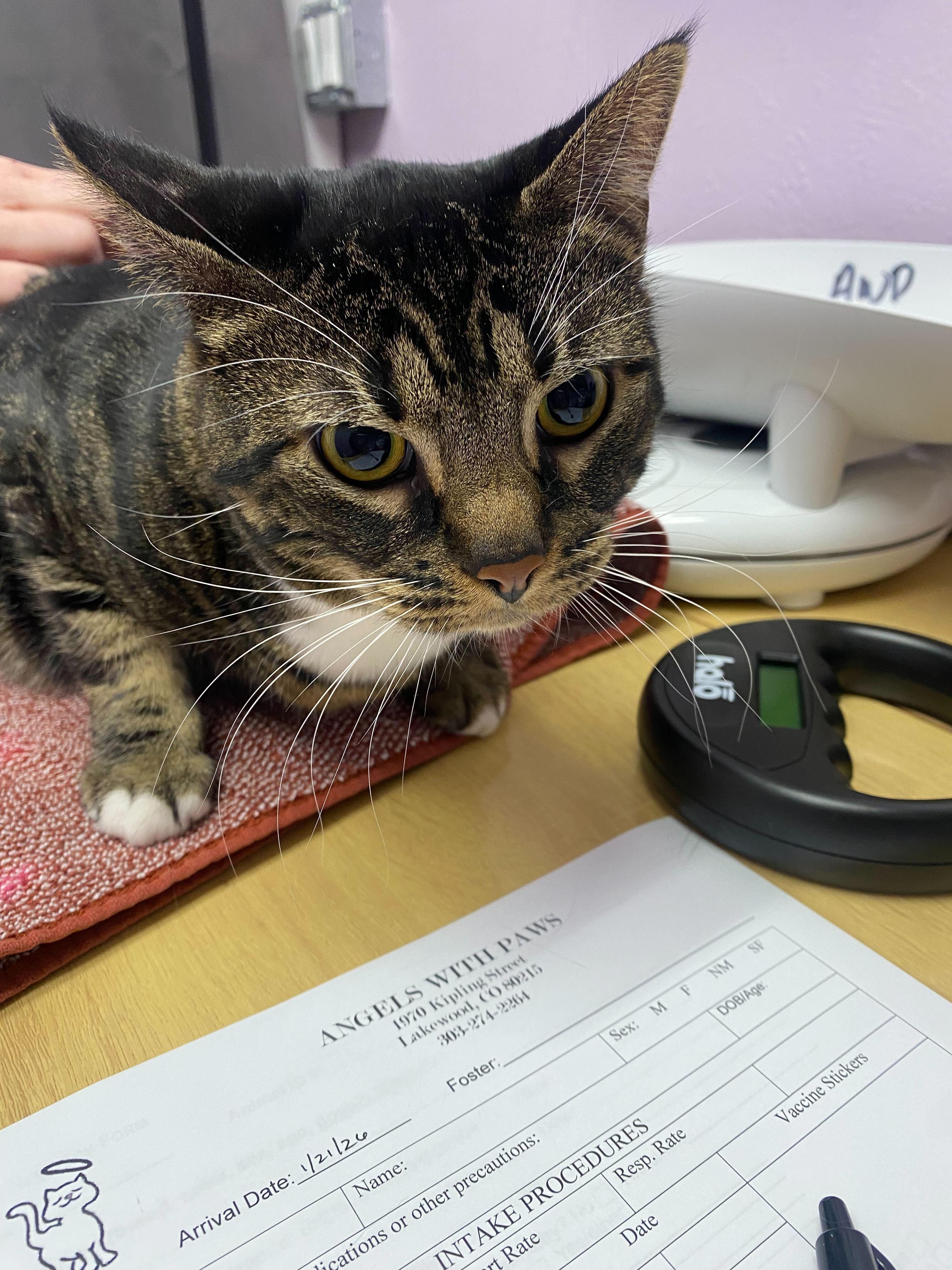 Vulpix, Adoptable, Adult Female Domestic Short Hair.