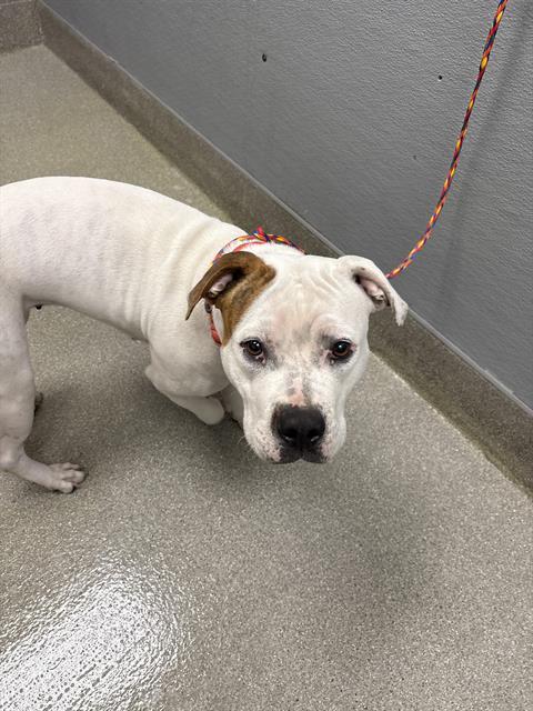 BUTTERCUP, Adoptable, Adult Female Pit Bull Terrier.