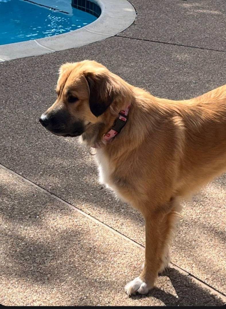 Enlarge Ellie, a ADOPTABLE mixed breed in Colleyville, TX image 5/6