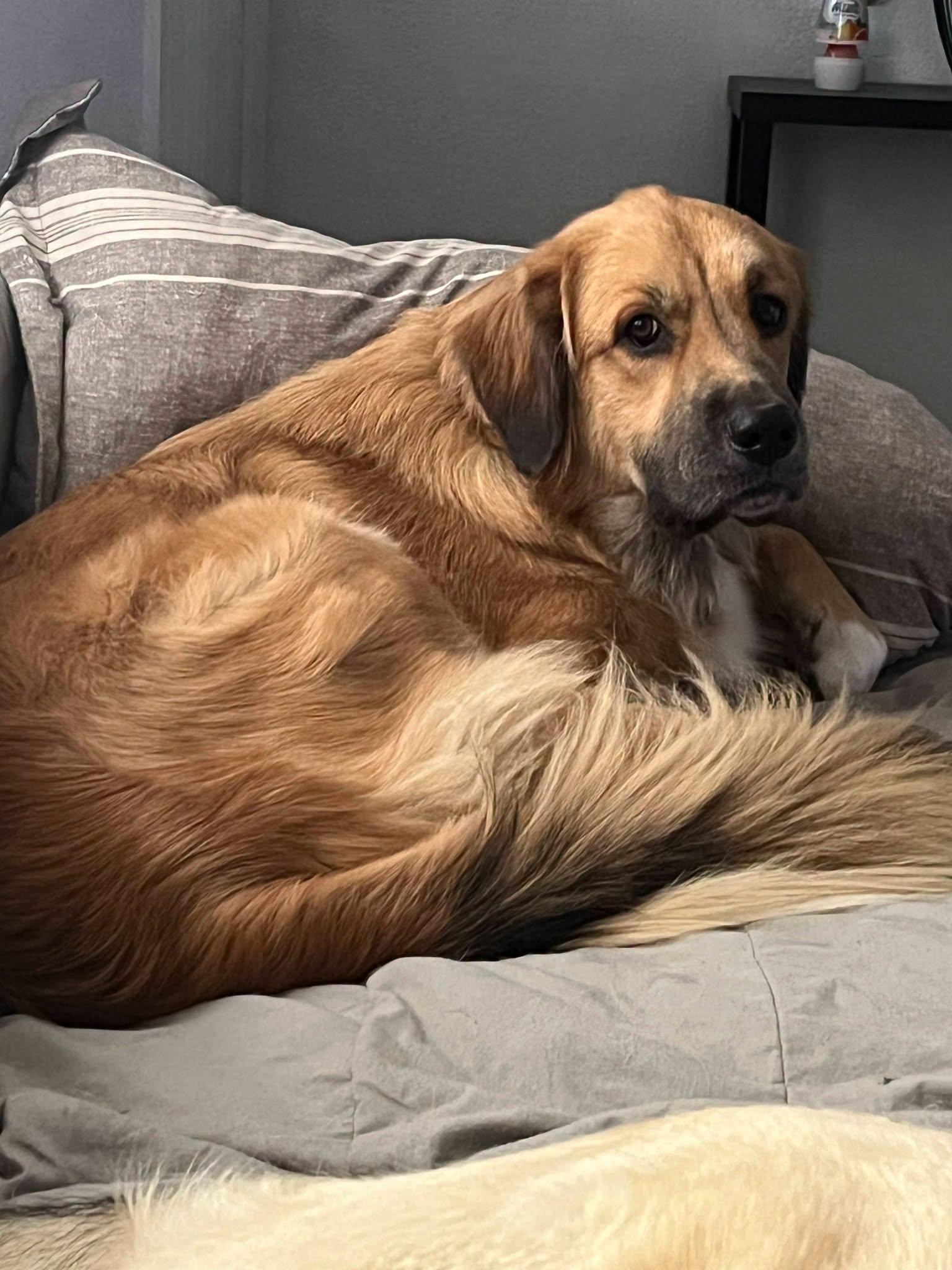 Enlarge Ellie, a ADOPTABLE mixed breed in Colleyville, TX image 2/6
