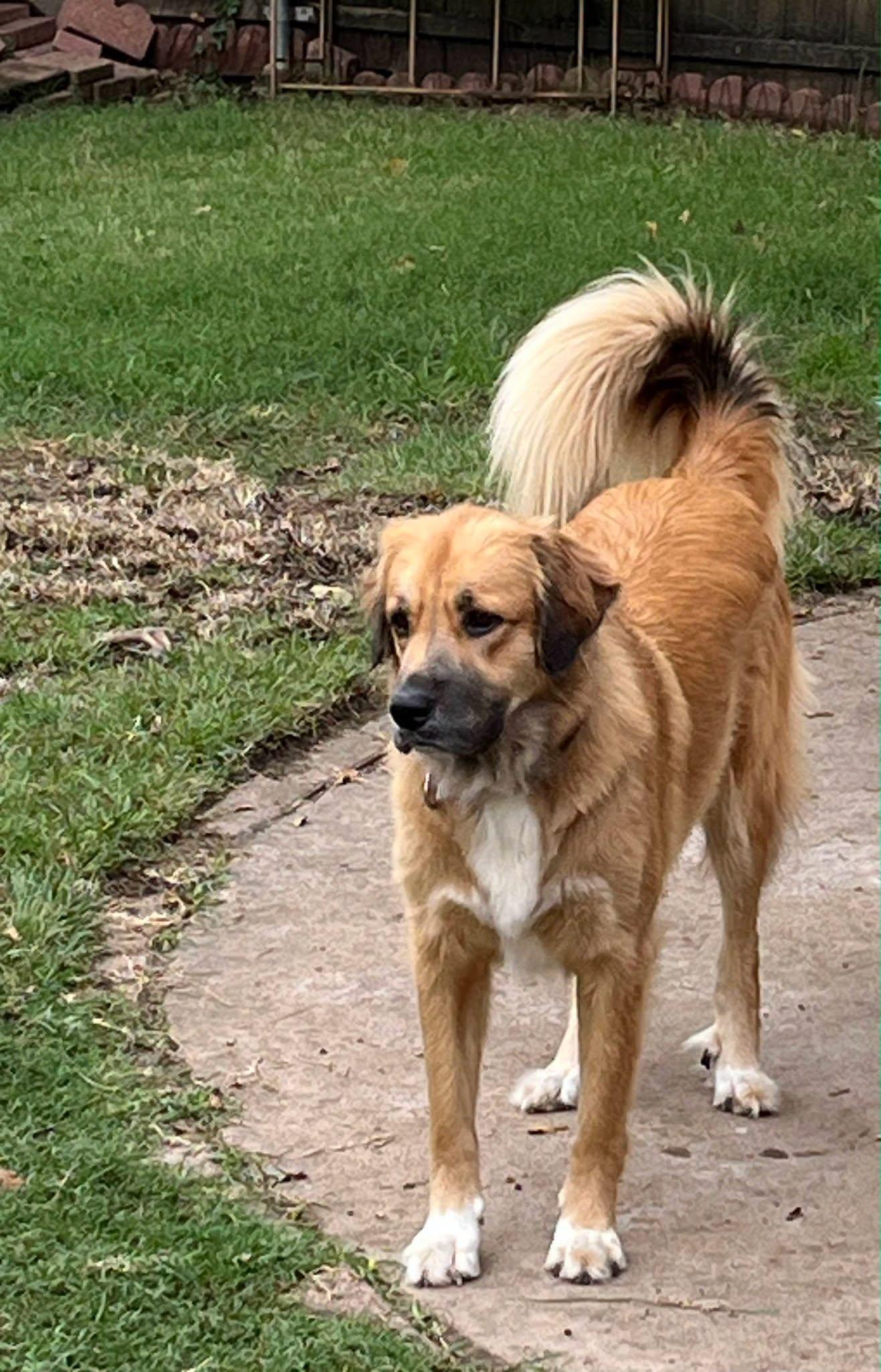 Enlarge Ellie, a ADOPTABLE mixed breed in Colleyville, TX image 3/6
