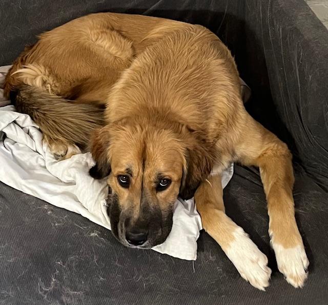 Enlarge Ellie, a ADOPTABLE mixed breed in Colleyville, TX image 1/6