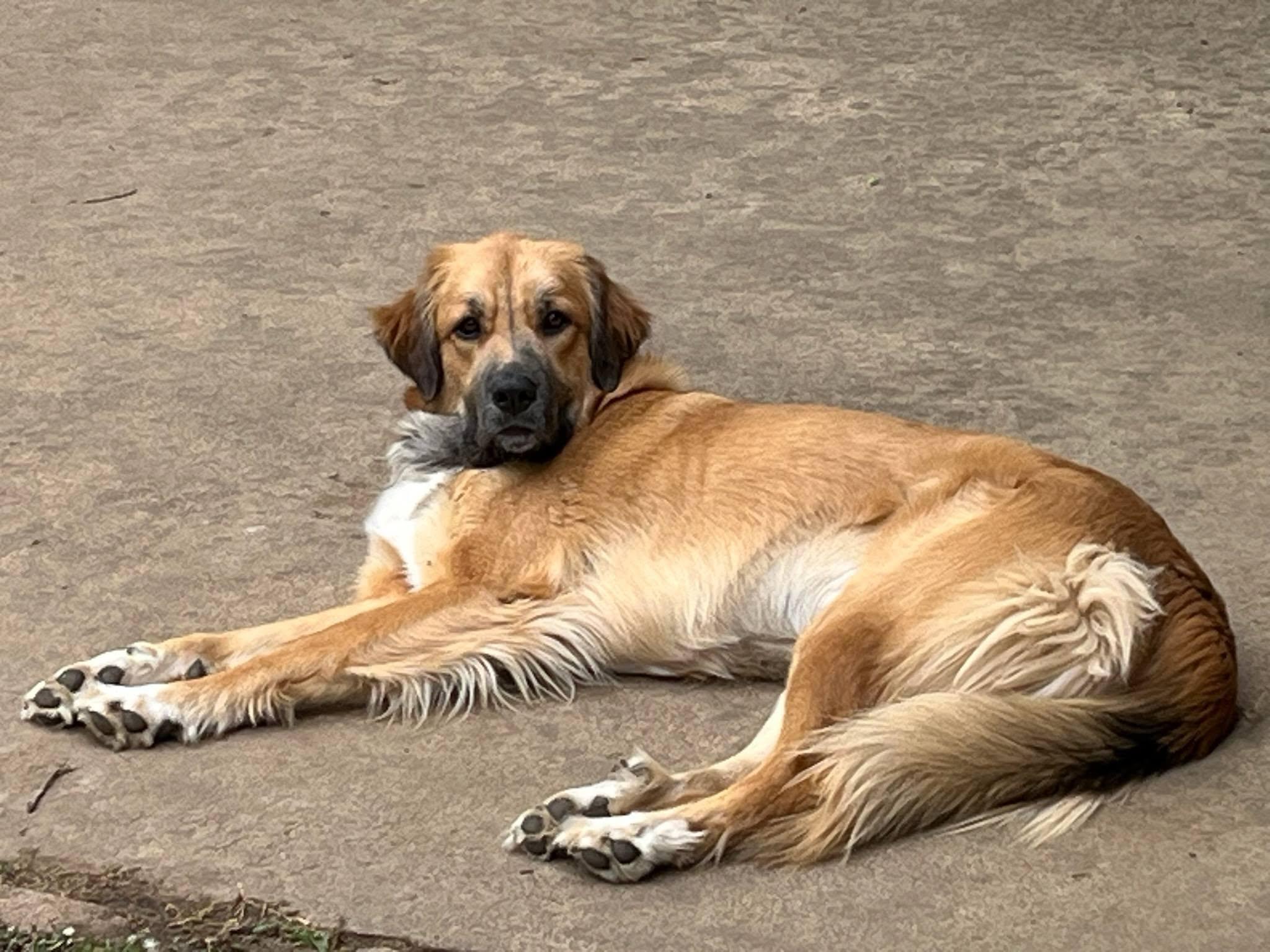 Enlarge Ellie, a ADOPTABLE mixed breed in Colleyville, TX image 6/6