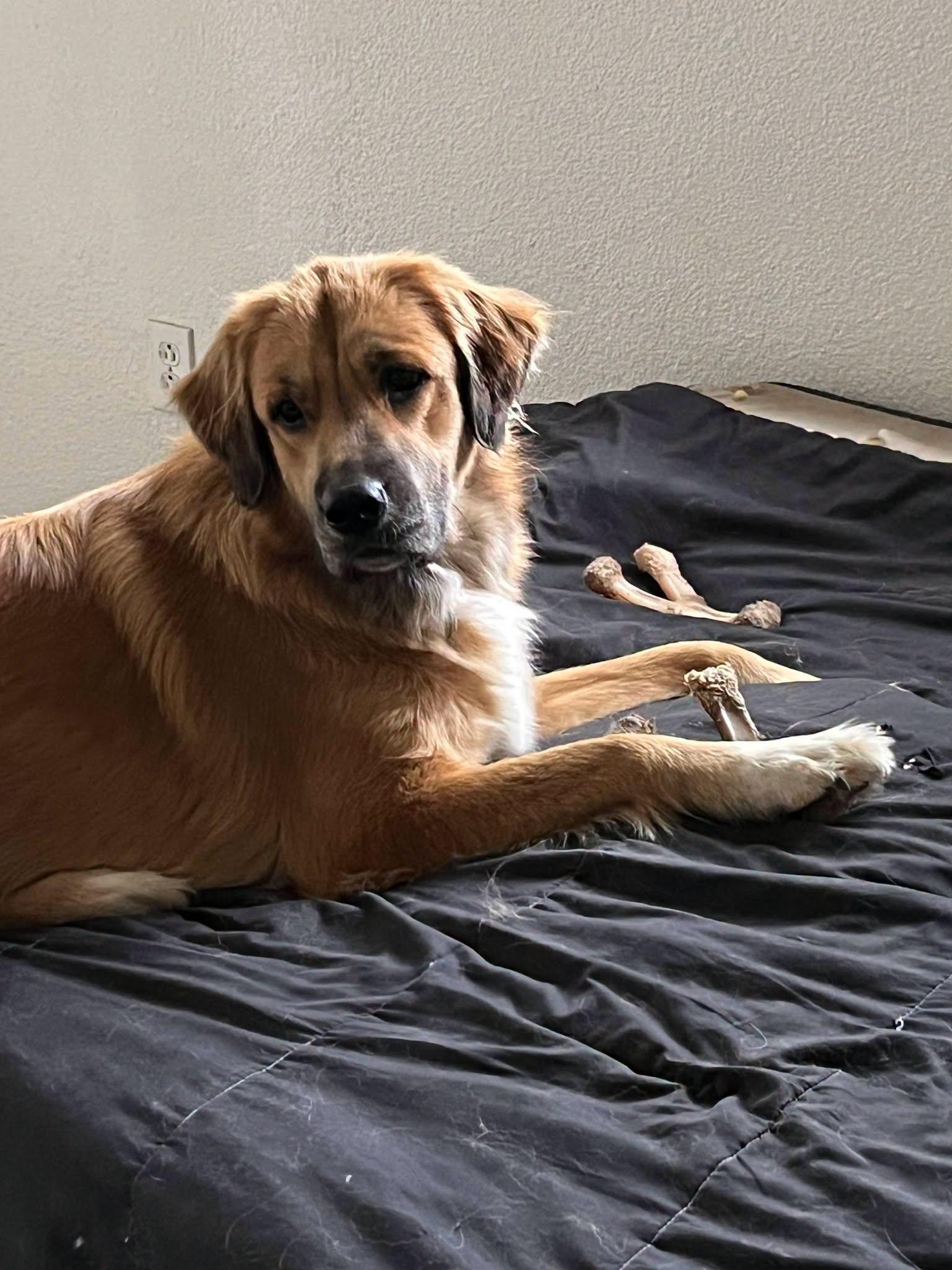 Enlarge Ellie, a ADOPTABLE mixed breed in Colleyville, TX image 4/6