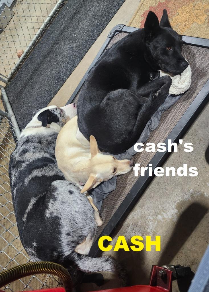 Enlarge Cash, a Adoptable mixed breed in Owatonna, MN image 1/5
