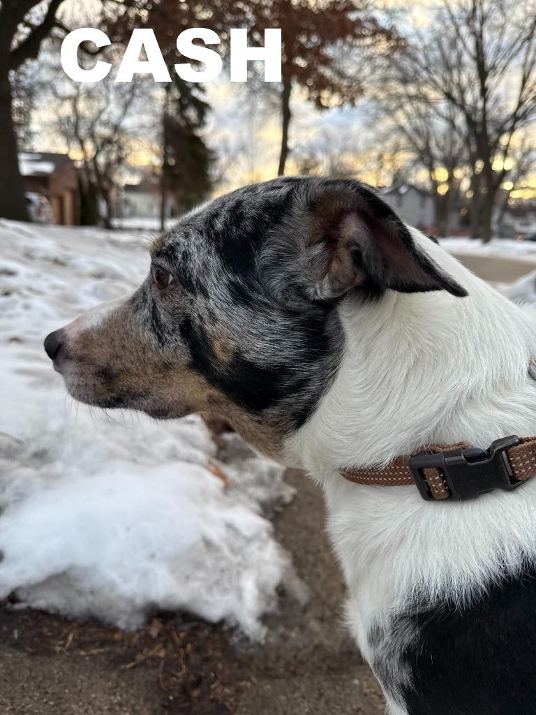 Enlarge Cash, a Adoptable mixed breed in Owatonna, MN image 2/5