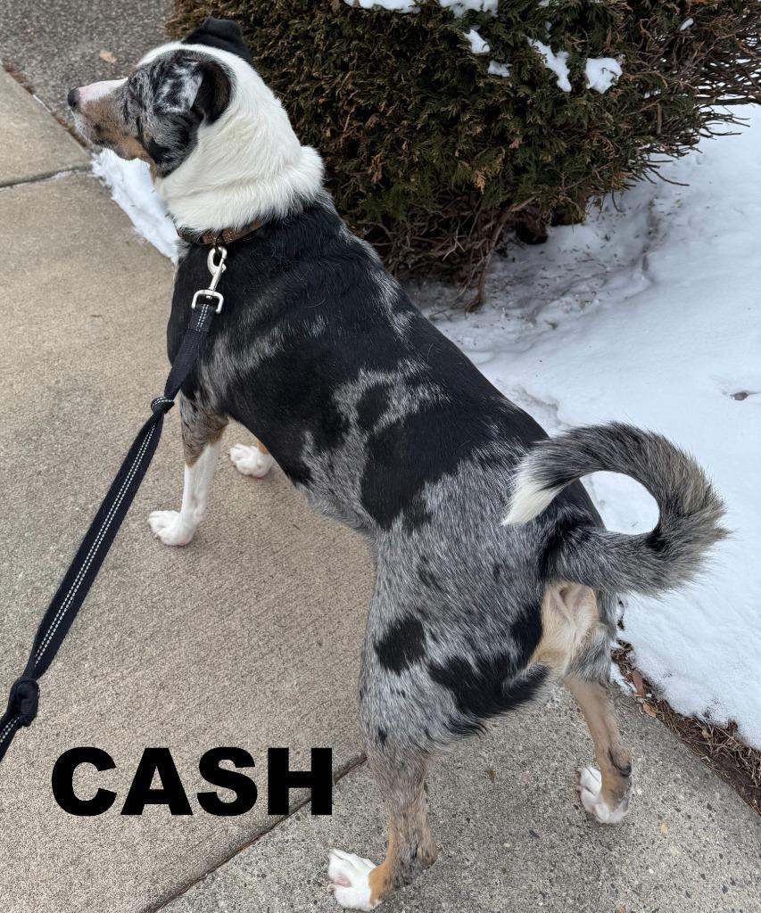 Enlarge Cash, a Adoptable mixed breed in Owatonna, MN image 4/5