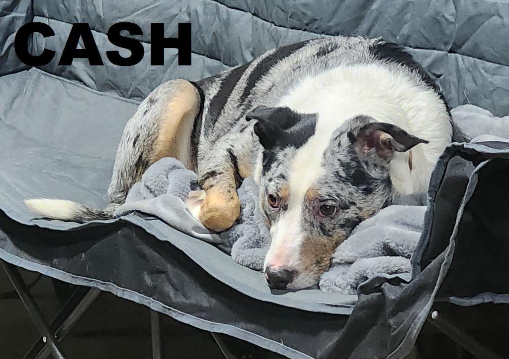 Enlarge Cash, a Adoptable mixed breed in Owatonna, MN image 5/5