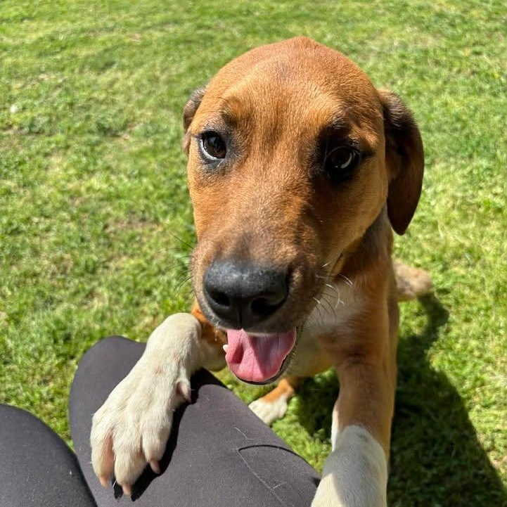 Enlarge Odell, a ADOPTABLE mixed breed in Bardstown, KY image 5/6