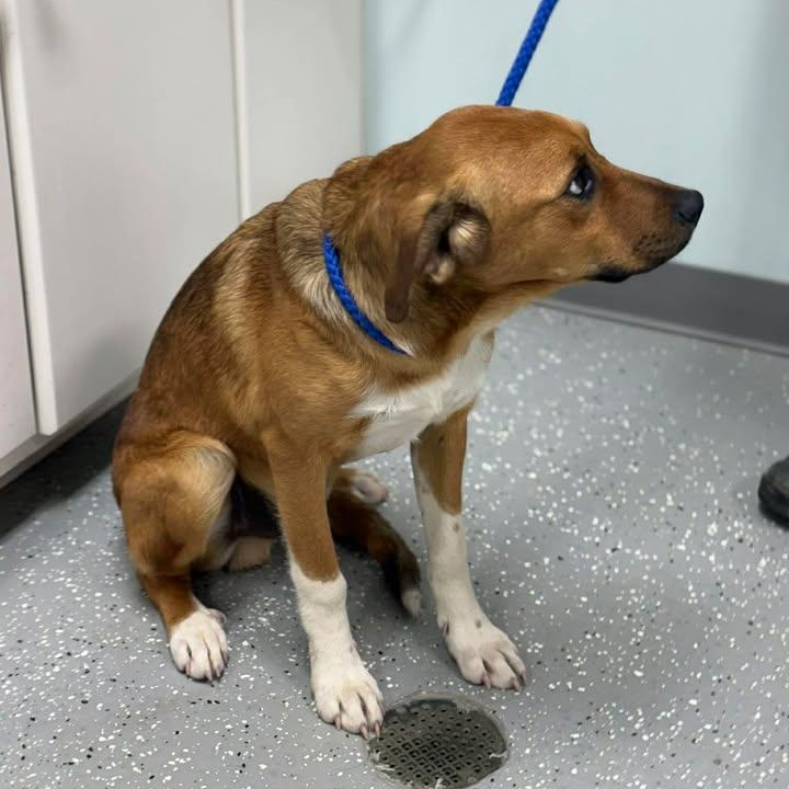 Enlarge Odell, a ADOPTABLE mixed breed in Bardstown, KY image 3/6