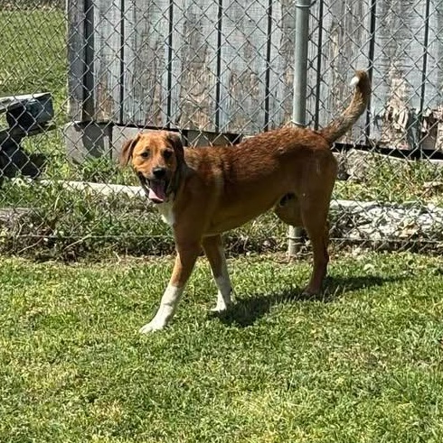 Enlarge Odell, a ADOPTABLE mixed breed in Bardstown, KY image 4/6
