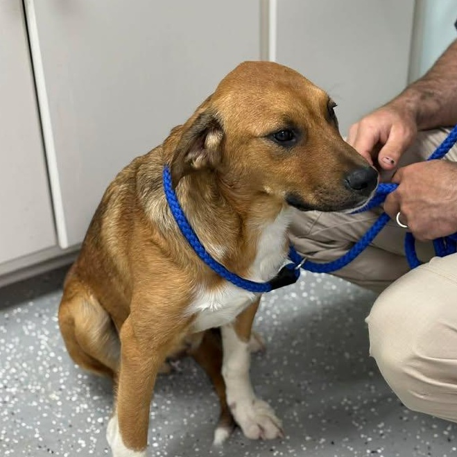 Enlarge Odell, a ADOPTABLE mixed breed in Bardstown, KY image 2/6