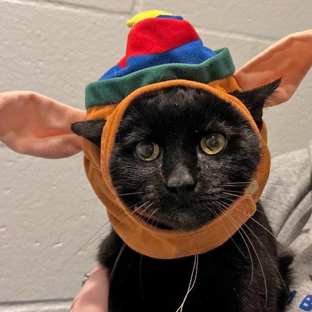 Toofless, adopted, Adult Male Domestic Short Hair.