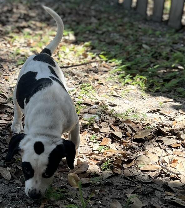 Enlarge KOALA, a Adopted mixed breed in Bradenton, FL image 2/3