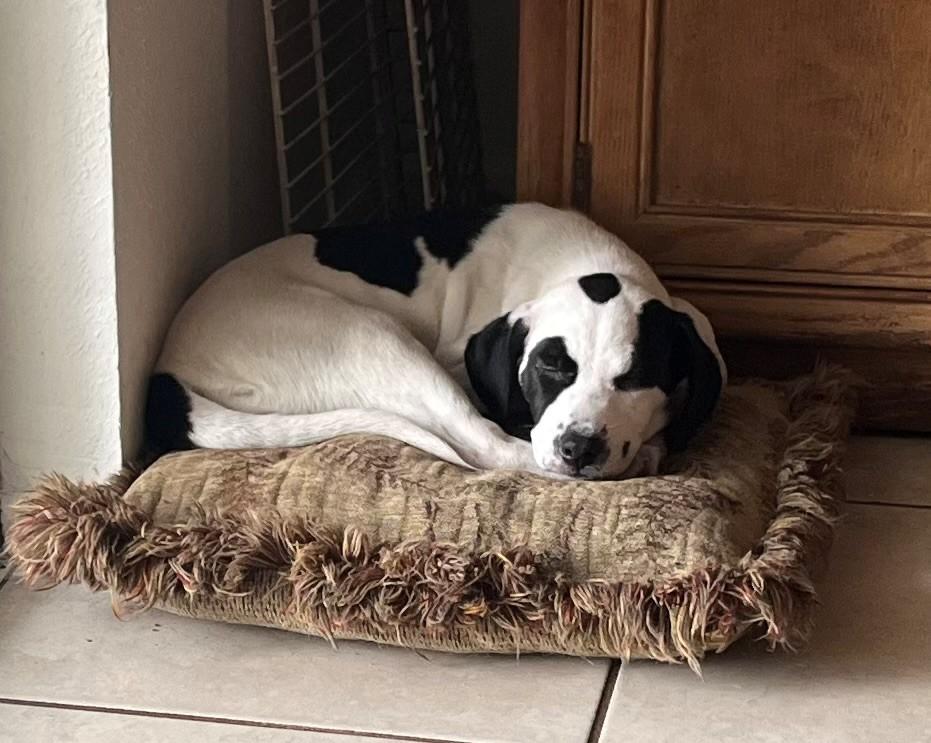 KOALA, Adopted, Puppy Female Labrador Retriever & Hound.