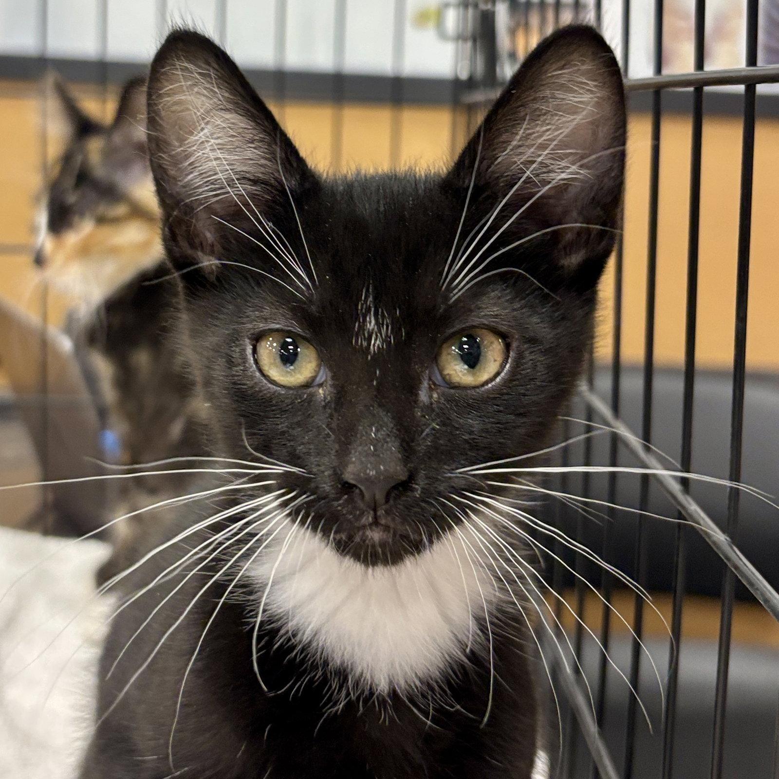 Enlarge Fletcher, a Adoptable Domestic Short Hair in Sonora, CA image 1/1