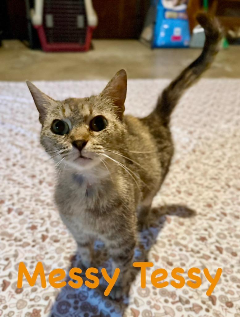 Messy Tessy, Adoptable, Adult Female Domestic Short Hair.