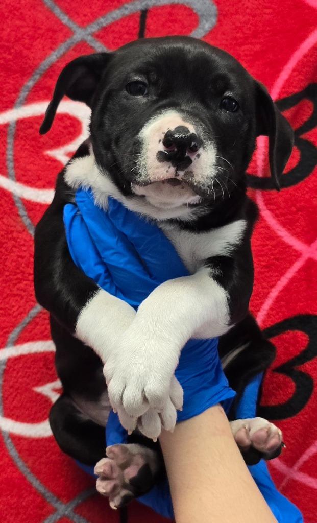 Enlarge DeLorean, a Adoptable mixed breed in Murphysboro, IL image 2/3