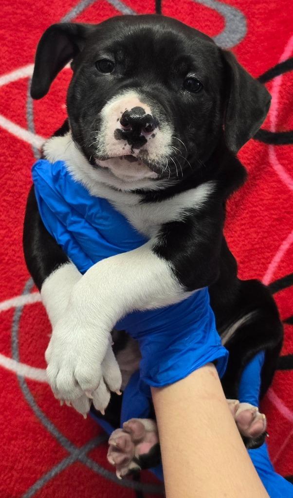 Enlarge DeLorean, a Adoptable mixed breed in Murphysboro, IL image 3/3