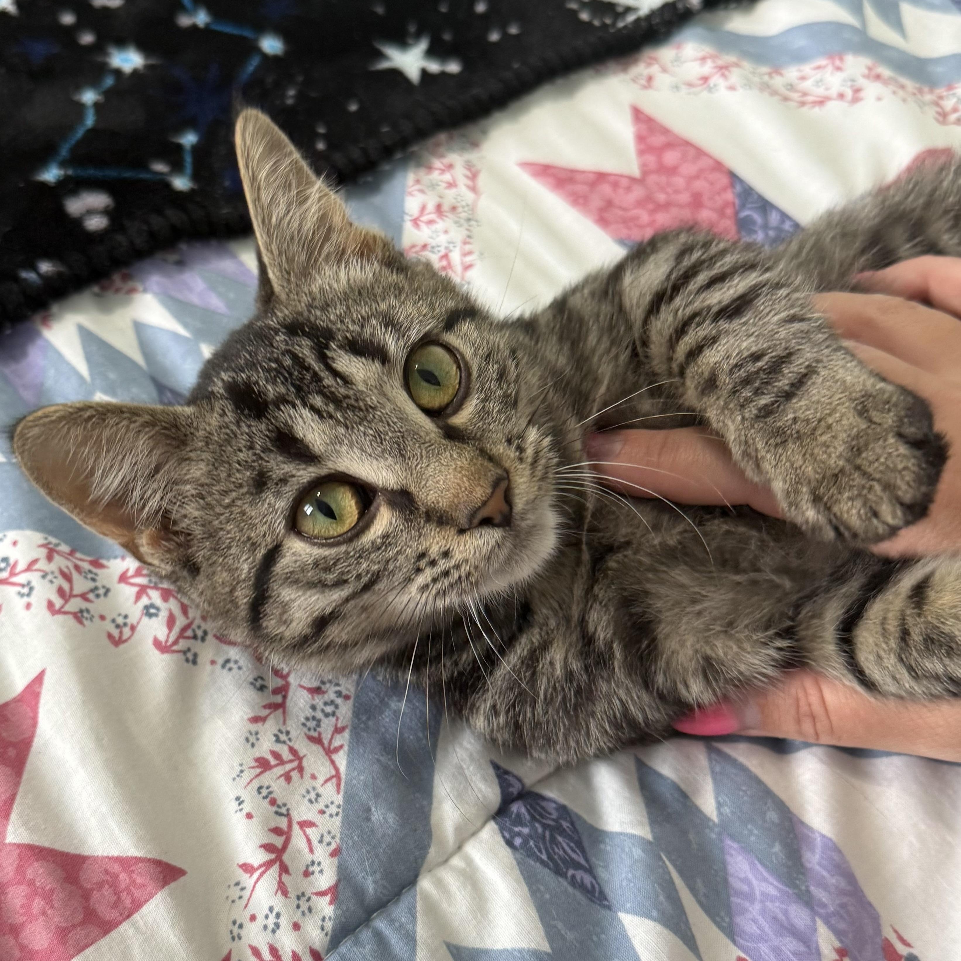 Enlarge Tommy, a Adopted Domestic Short Hair in Hamilton, ON image 2/3