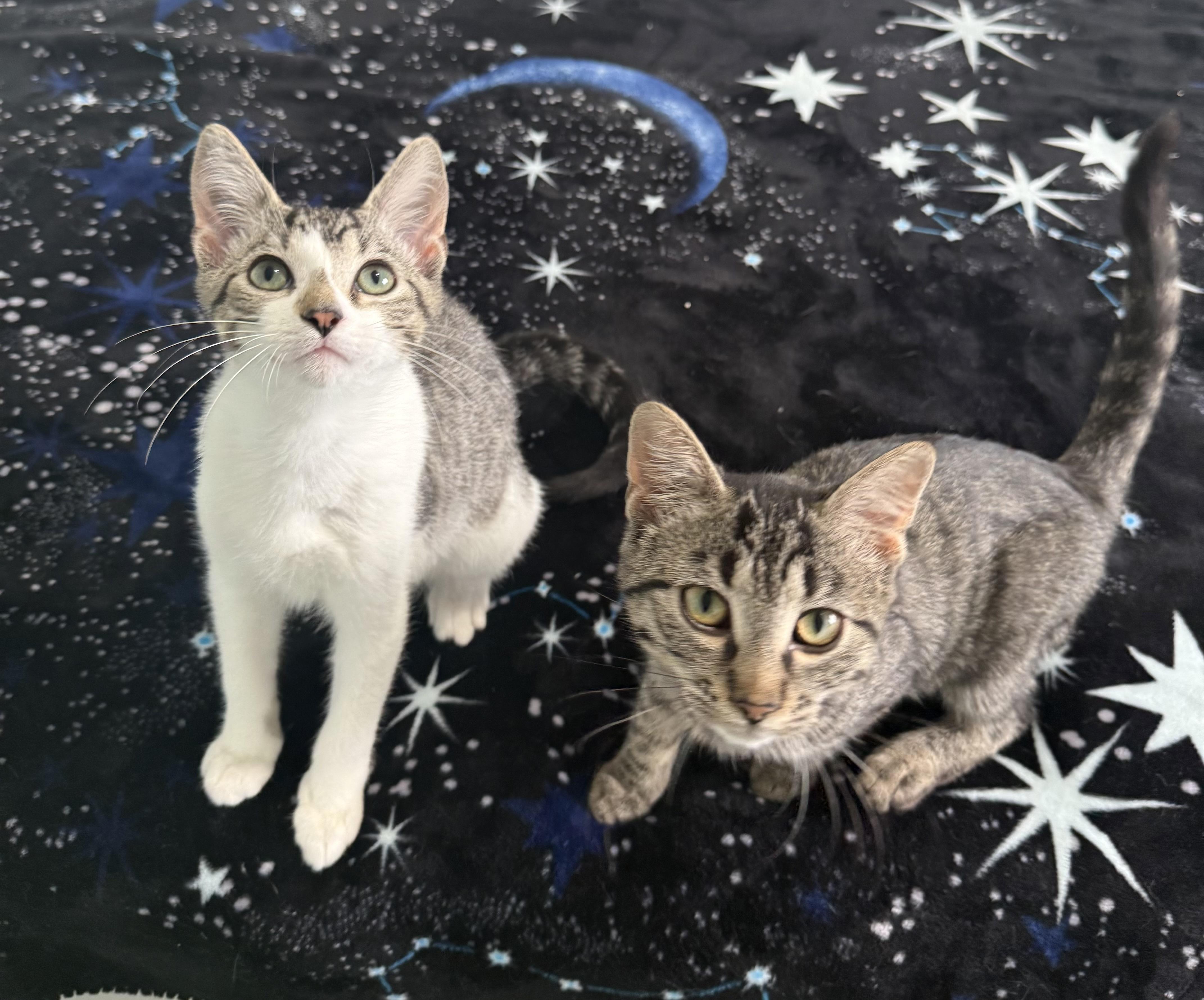 Enlarge Tommy, a Adopted Domestic Short Hair in Hamilton, ON image 3/3