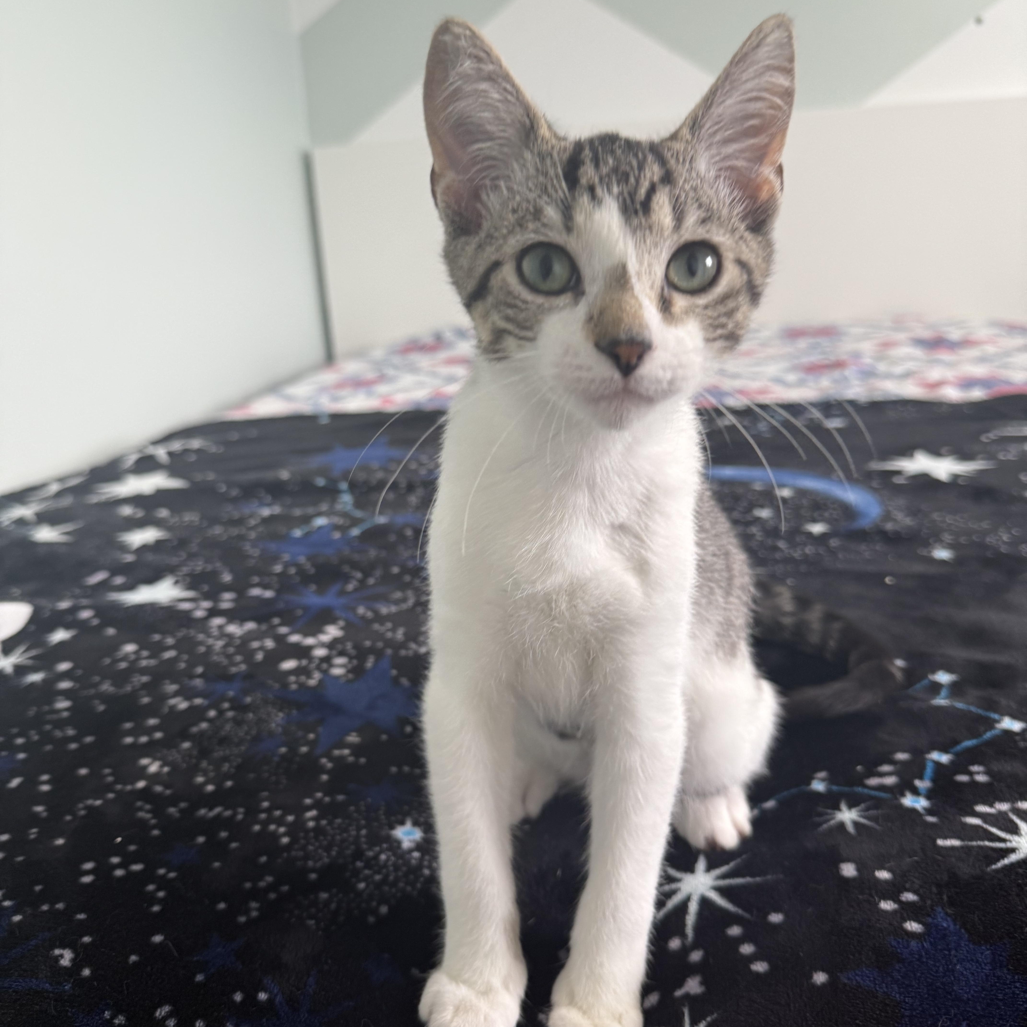 Tommy, Adopted, Kitten Male Domestic Short Hair.