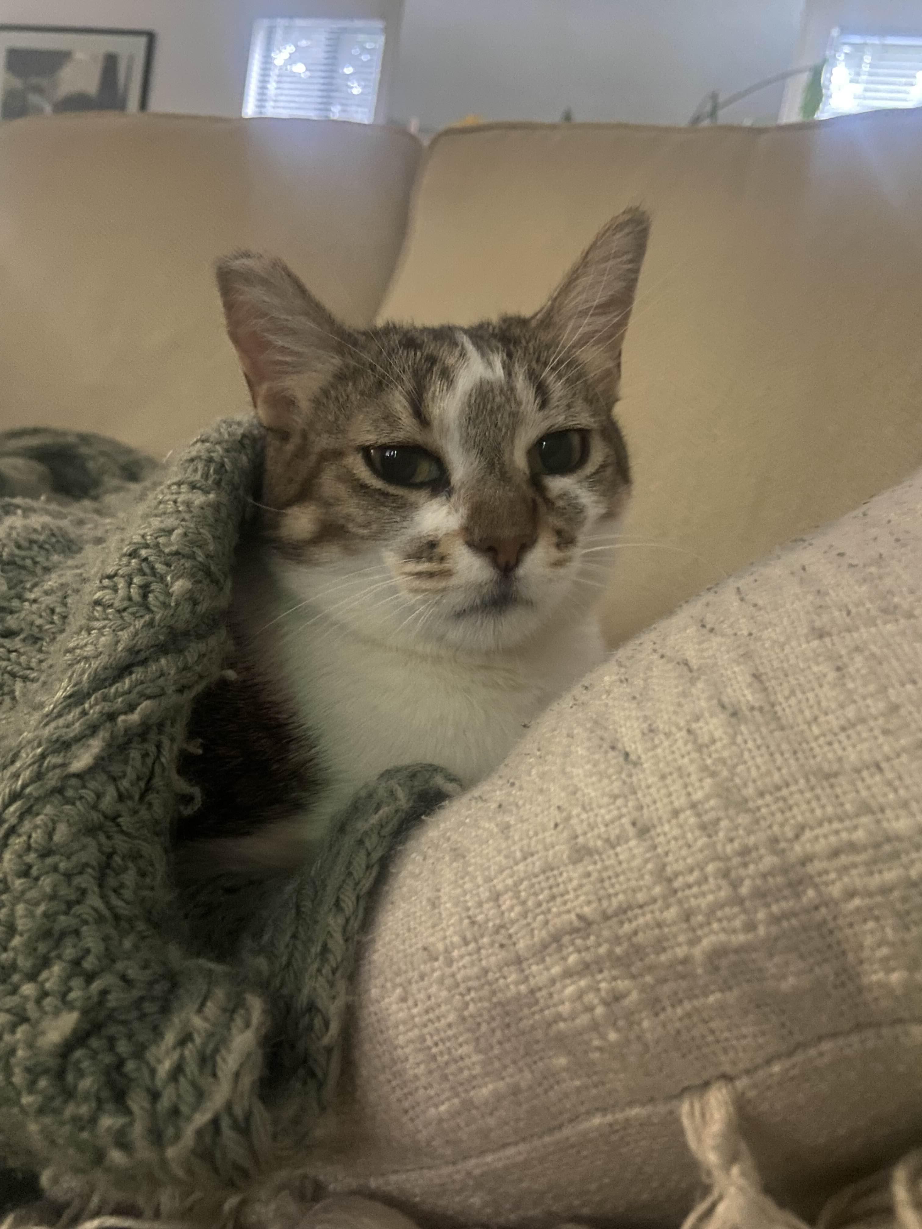 Violet, a Adoptable Domestic Short Hair in San Luis Obispo, CA image 3/6