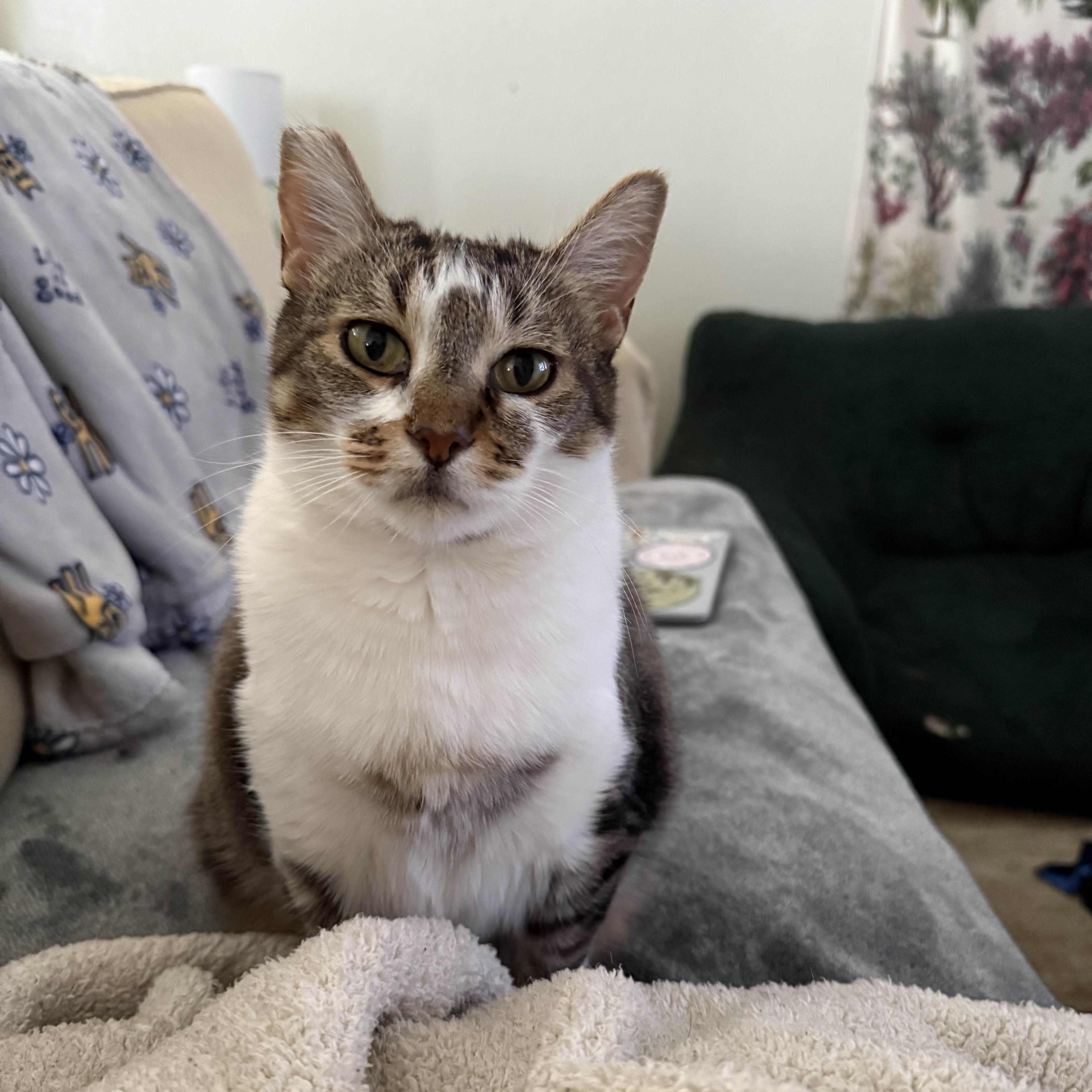 Violet, a Adoptable Domestic Short Hair in San Luis Obispo, CA image 1/6