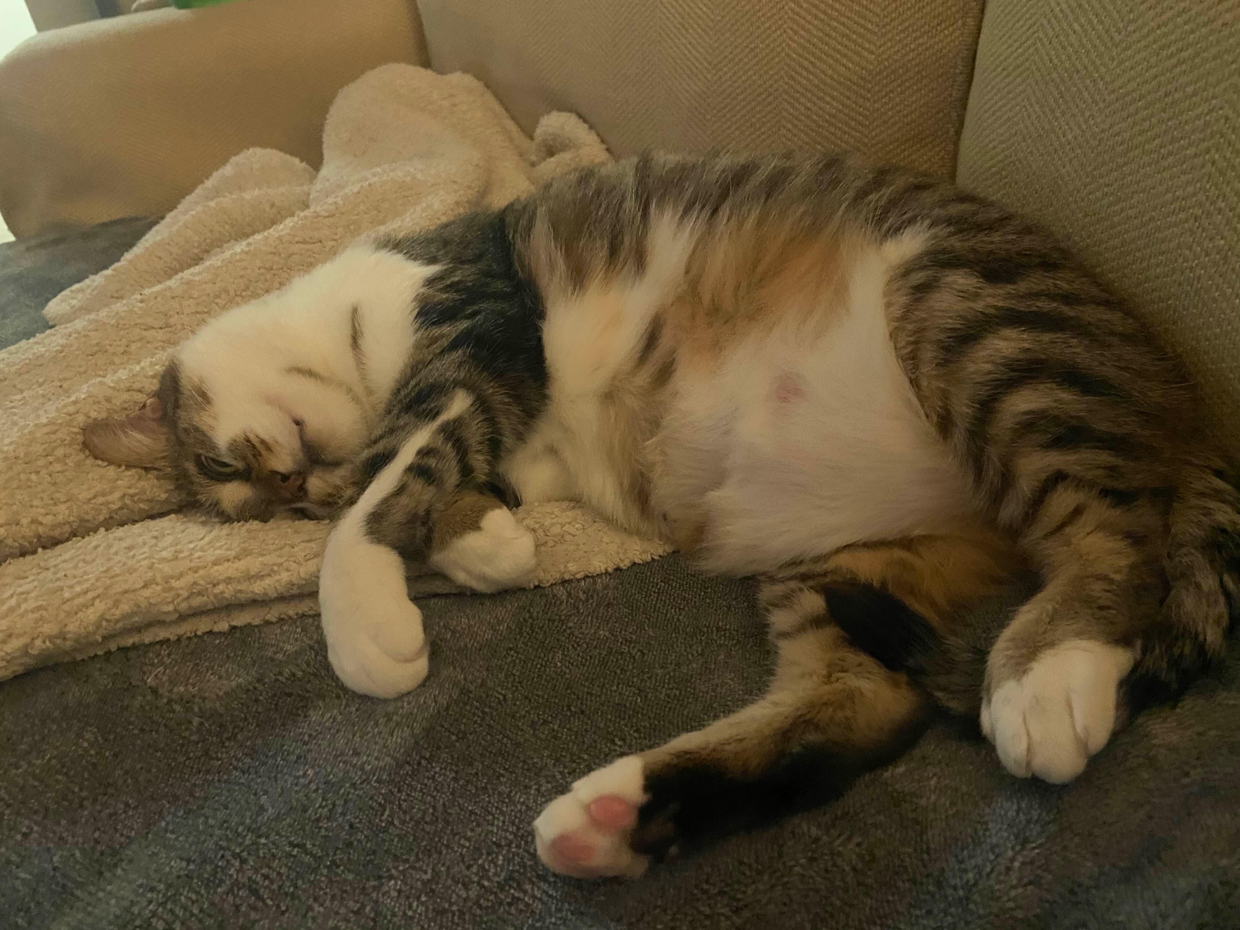 Violet, a Adoptable Domestic Short Hair in San Luis Obispo, CA image 6/6