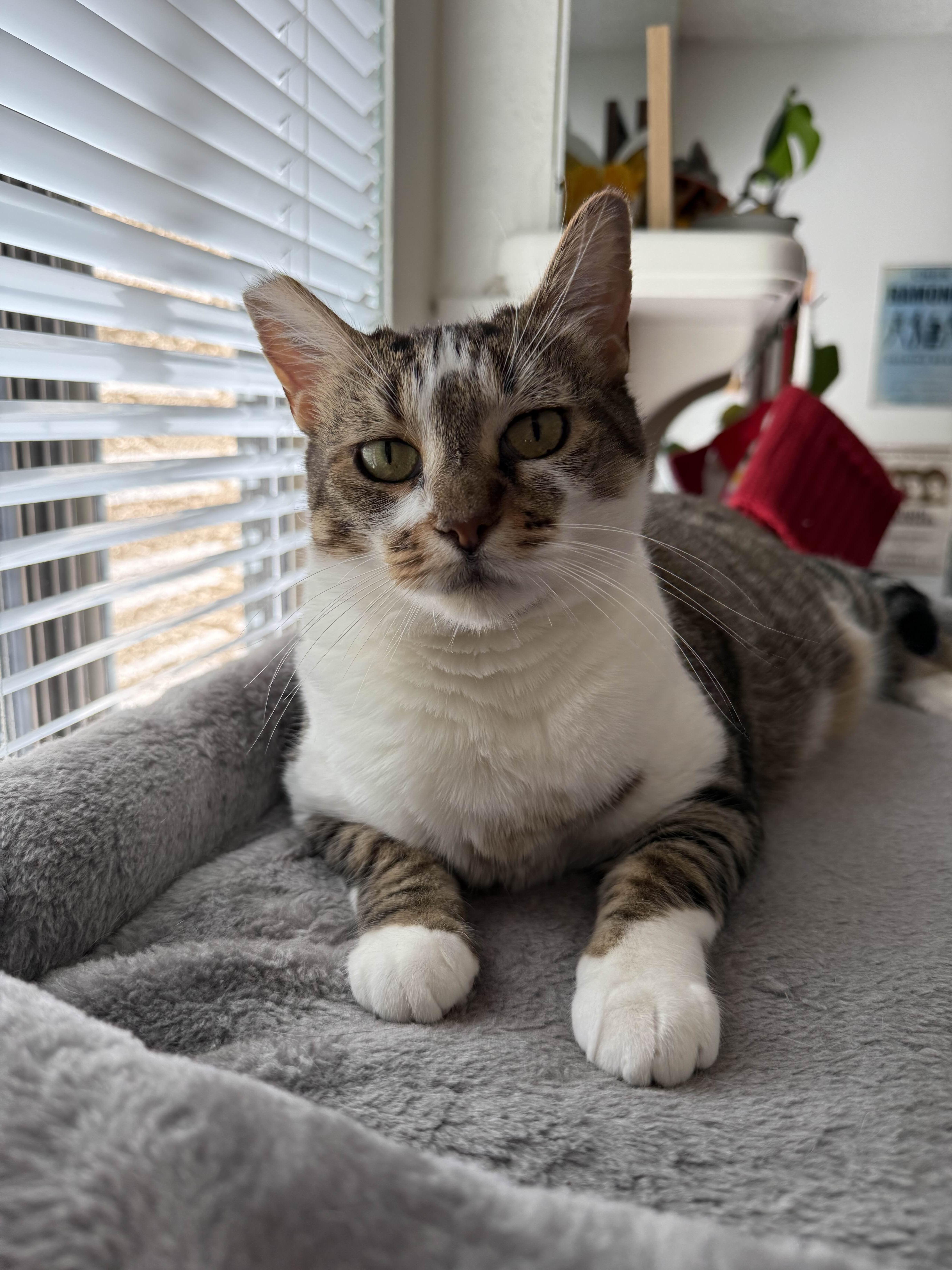 Violet, a Adoptable Domestic Short Hair in San Luis Obispo, CA image 4/6