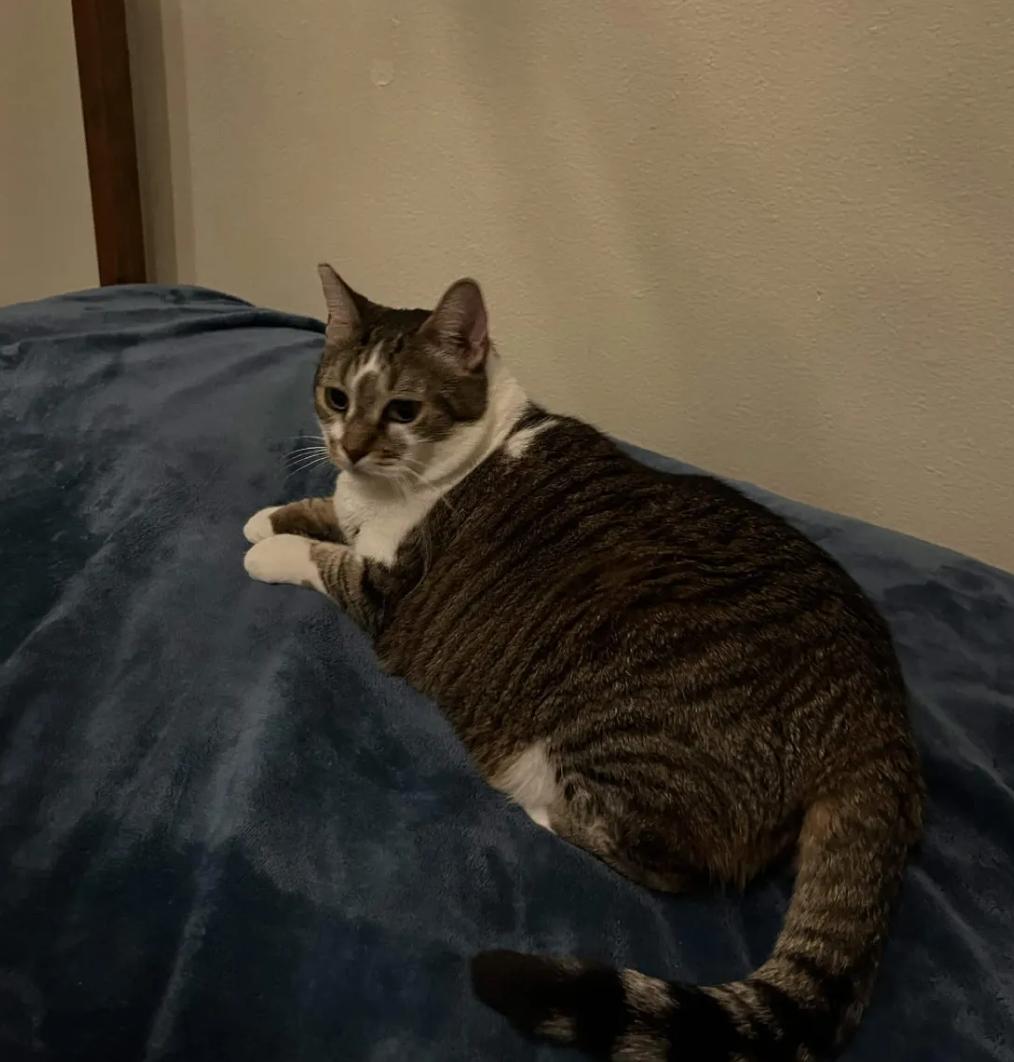 Violet, Adoptable, Adult Female Domestic Short Hair.