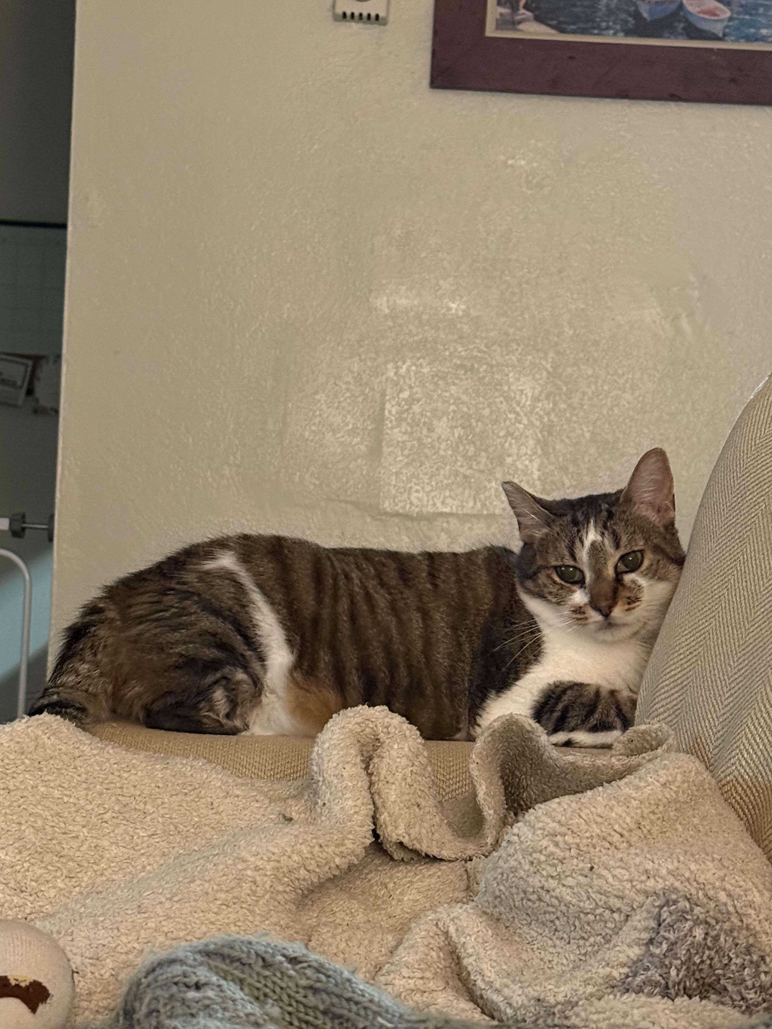 Violet, a Adoptable Domestic Short Hair in San Luis Obispo, CA image 2/6