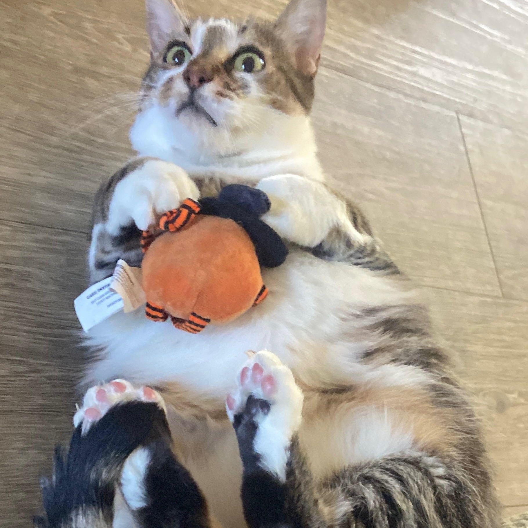 Violet, a Adoptable Domestic Short Hair in San Luis Obispo, CA image 5/6