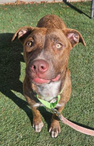Enlarge Sunshine , a ADOPTABLE Pit Bull Terrier in Eagle, CO image 1/2