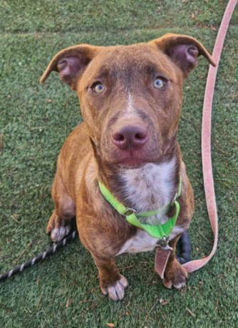 Enlarge Sunshine , a ADOPTABLE Pit Bull Terrier in Eagle, CO image 2/2