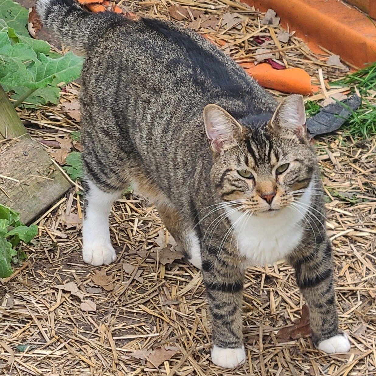 Enlarge Errol >>The "Reformed (Apprehensive) Tough Guy" with a Secret Soft Spot<<, a ADOPTABLE Domestic Short Hair in Barron, WI image 2/2