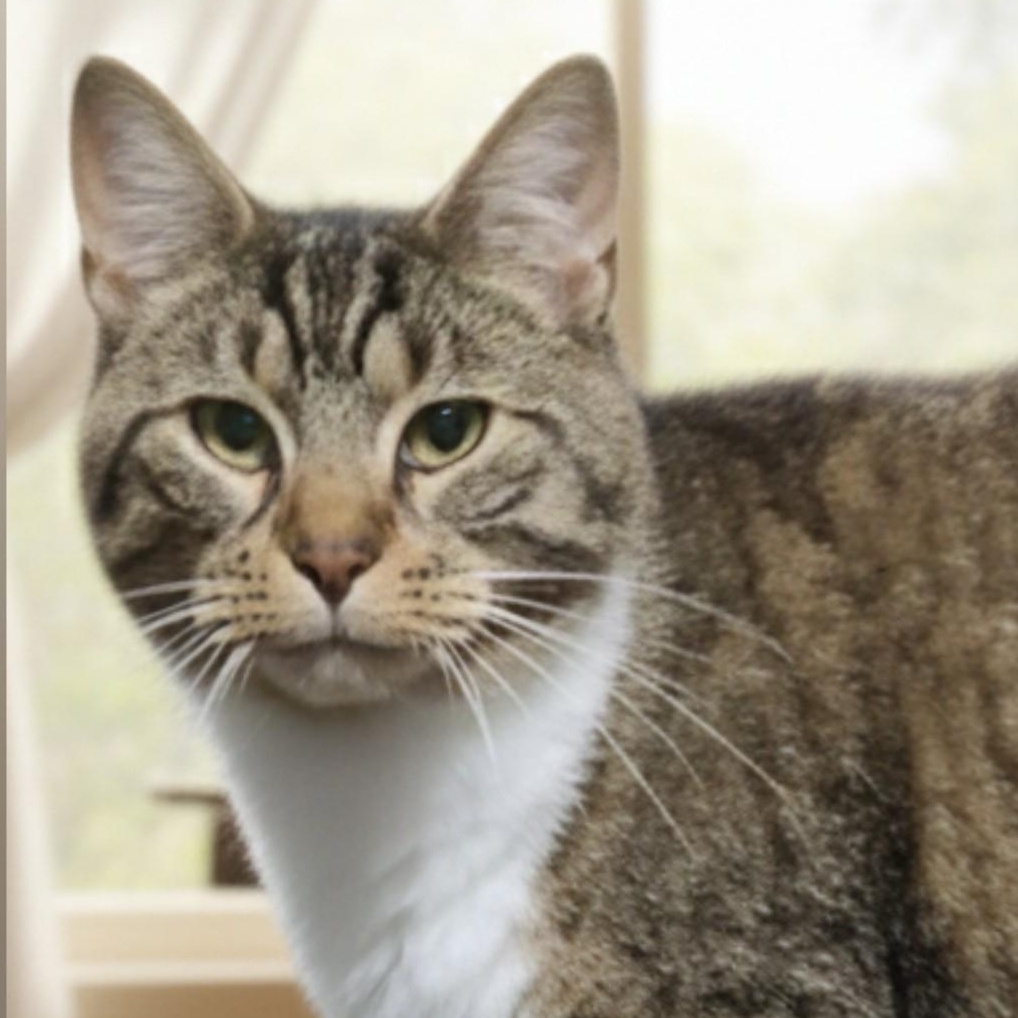 Enlarge Errol >>The "Reformed (Apprehensive) Tough Guy" with a Secret Soft Spot<<, a ADOPTABLE Domestic Short Hair in Barron, WI image 1/2