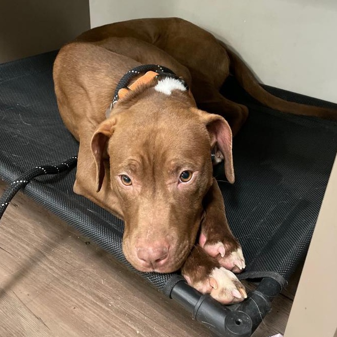 Kendrick, a Adoptable mixed breed in New Milford, CT image 2/5