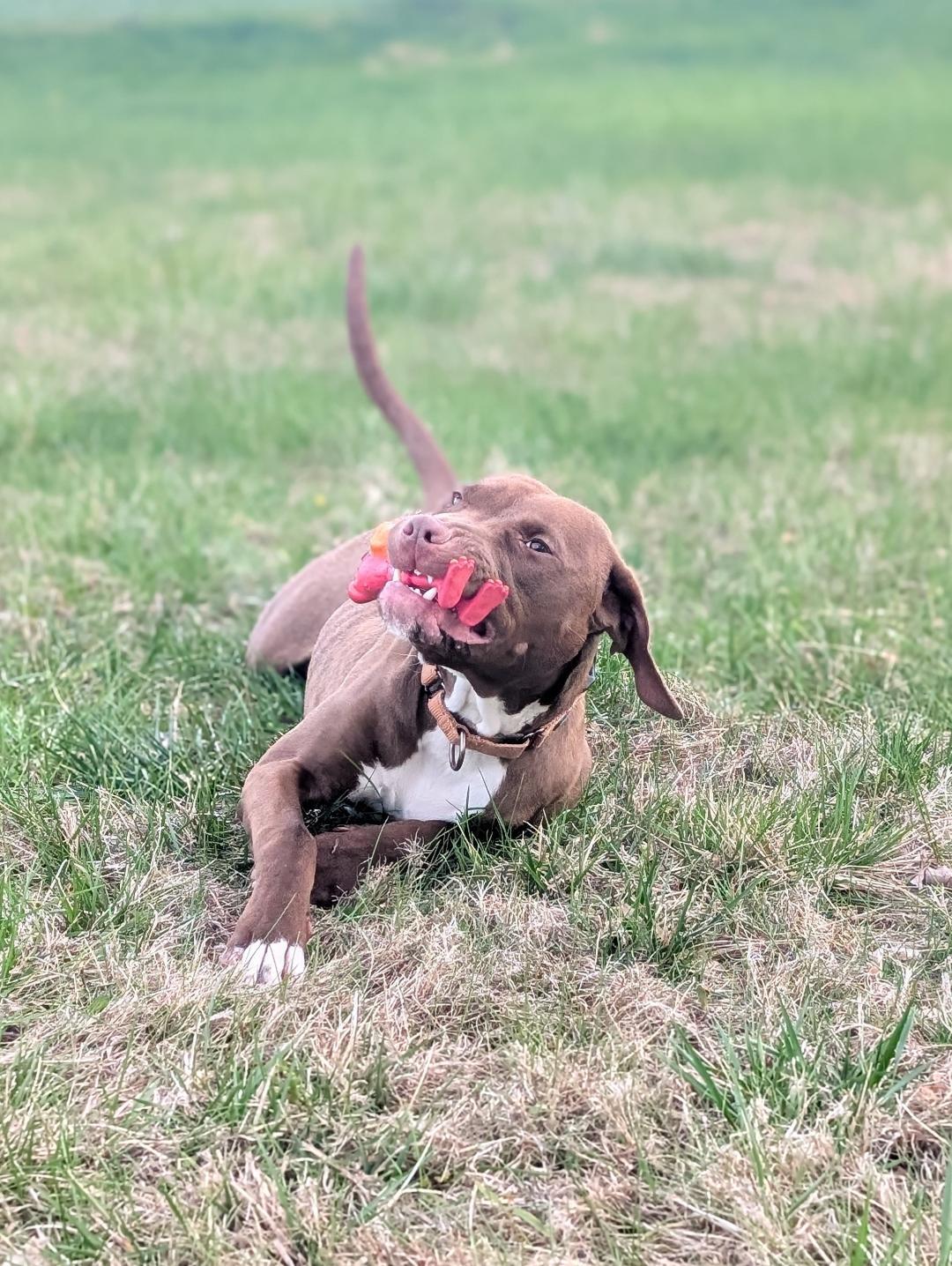 Kendrick, a Adoptable mixed breed in New Milford, CT image 5/5