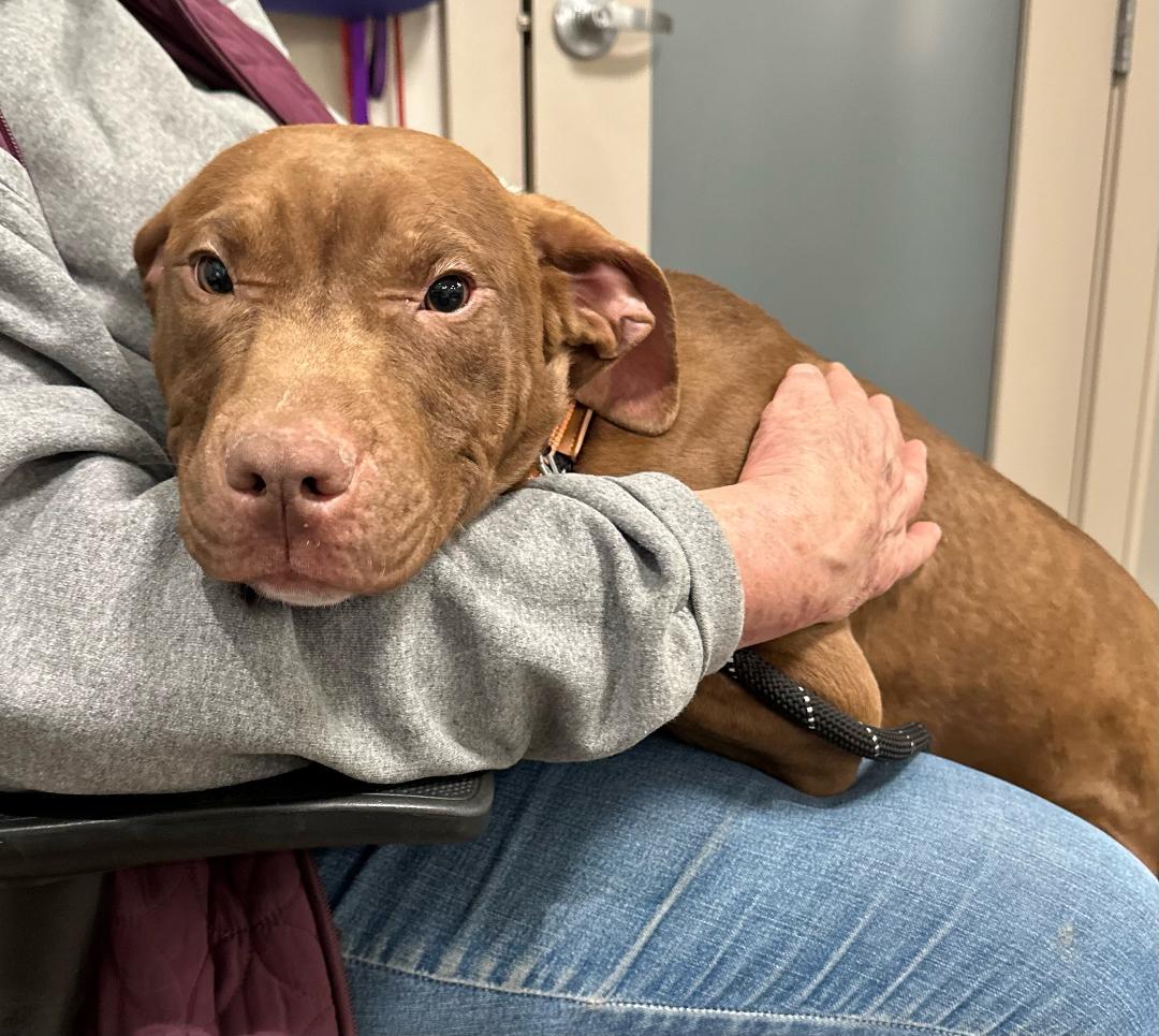 Kendrick, a Adoptable mixed breed in New Milford, CT image 3/5