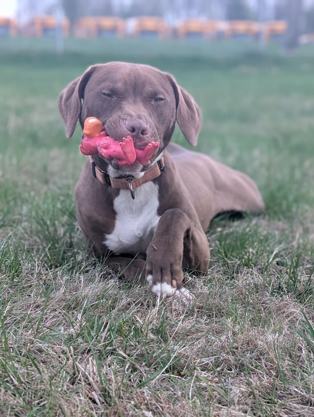 Kendrick, Baby Male Hound