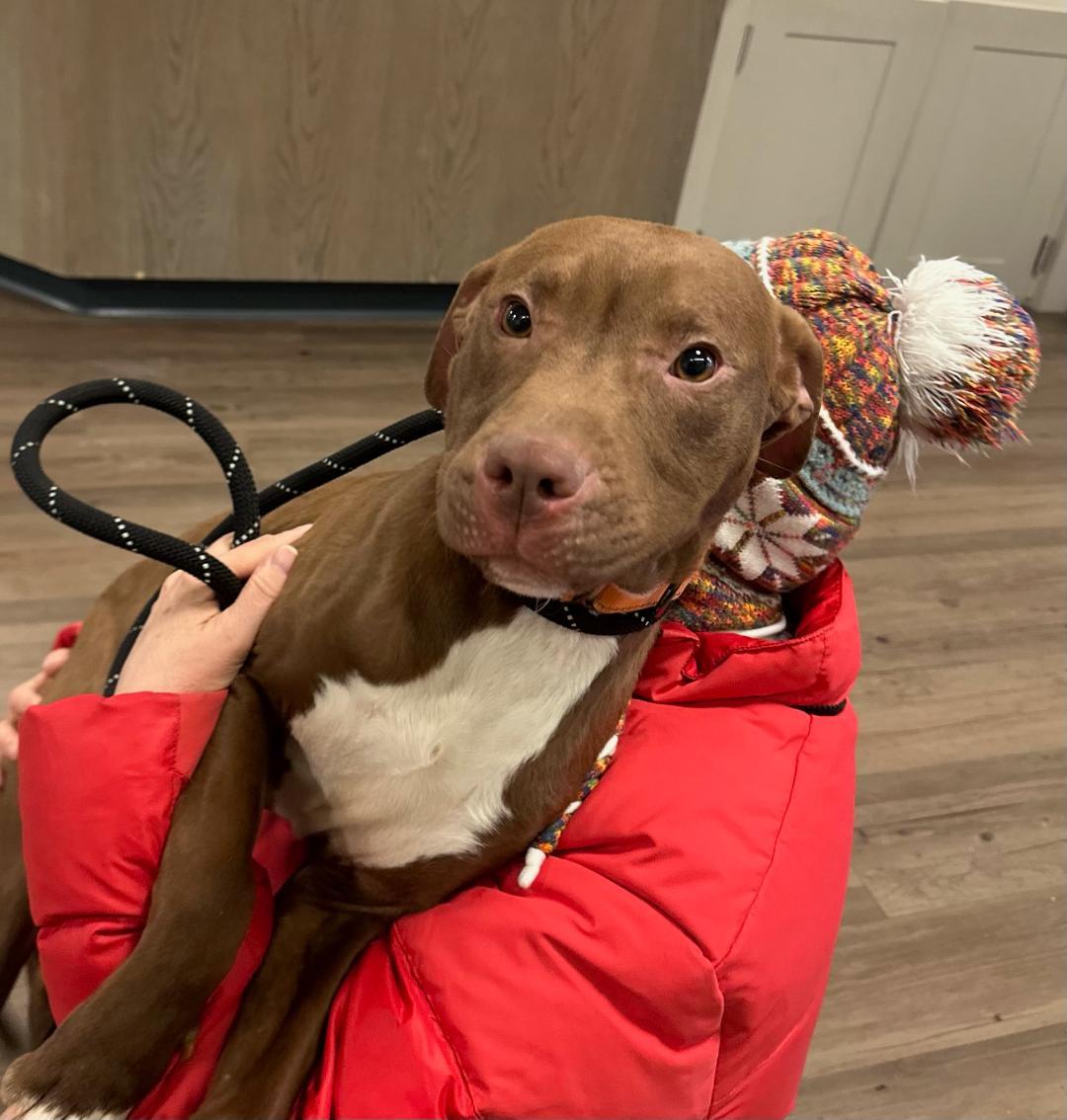 Kendrick, a Adoptable mixed breed in New Milford, CT image 4/5