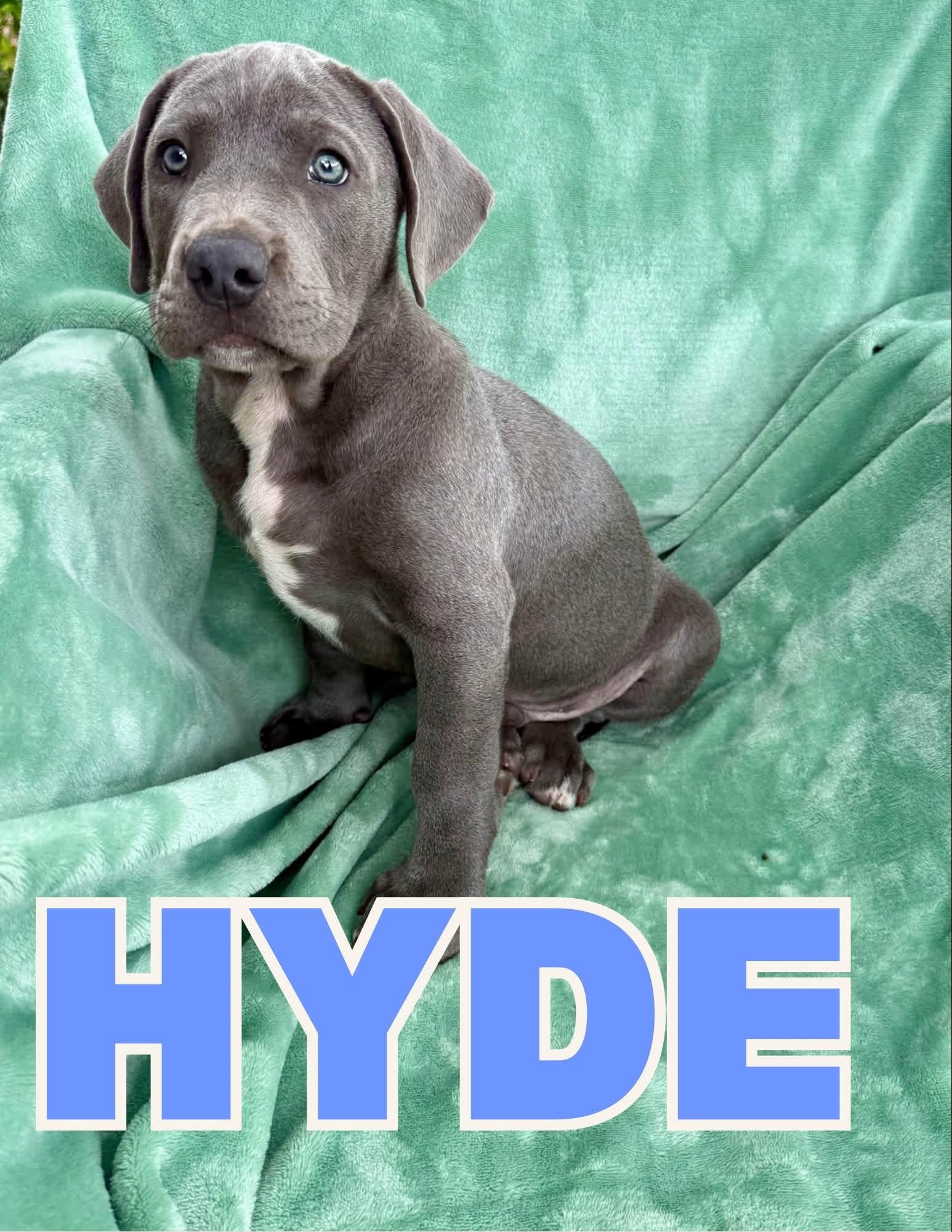 Hyde, Adopted, Puppy Male Pit Bull Terrier.